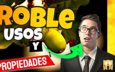 Usos del roble común: 3 propiedades medicinales